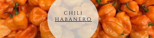 Habanero pflegen ernten