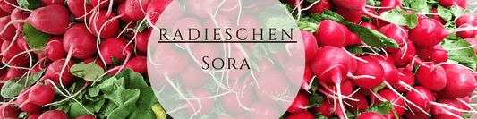 Bio Radieschen Sora
