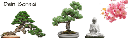 Bonsai pflanzen und Pflege