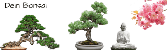 Bonsai Anleitung