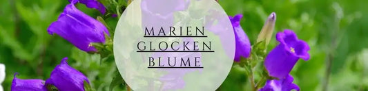 Marienglockenblume pflegen & pflanzen