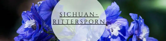 Rittersporn pflegen & pflanzen