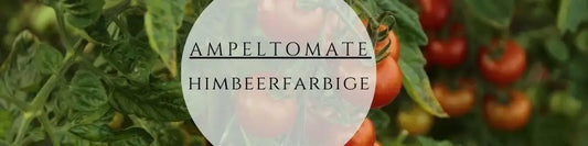 Ampeltomaten Pflege