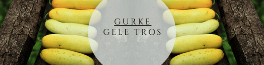 Gurke Gele Tros Anzucht