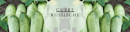 Gurke Russische Anzucht