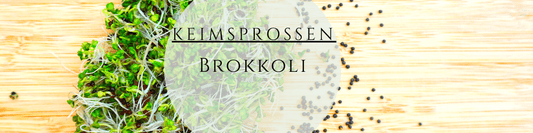 Brokkolisprossen ziehen