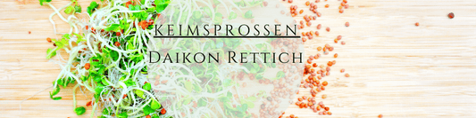 Daikon Rettich Sprossen ziehen