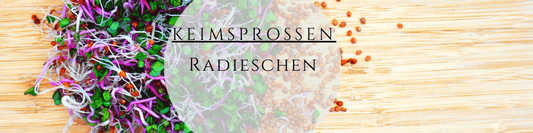 Radieschensprossen selber ziehen