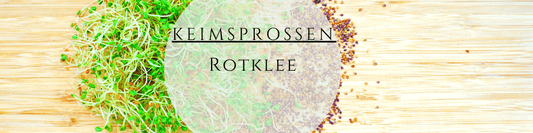 Rotklee Sprossen ziehen