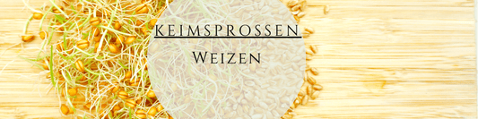 Weizensprossen ziehen