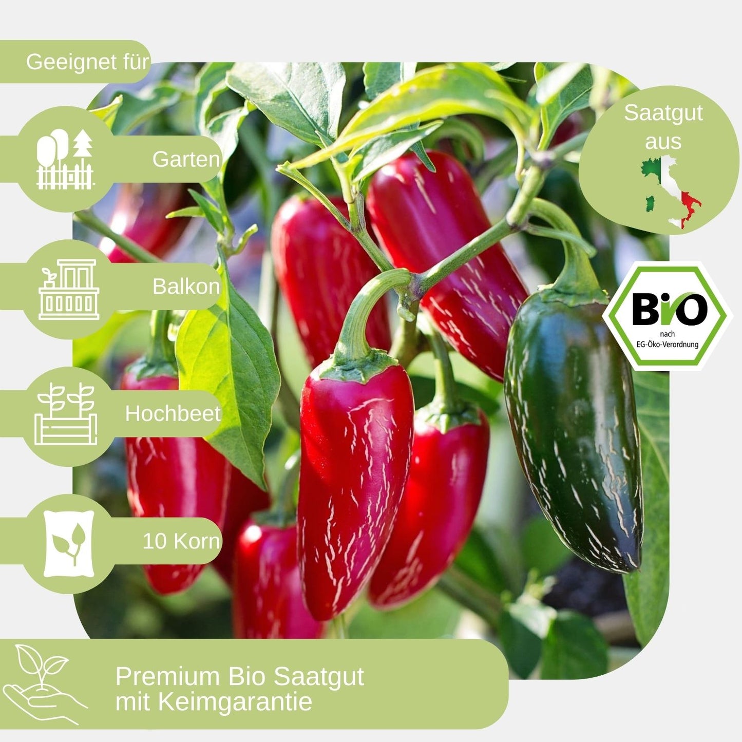 Bio Jalapeño Samen