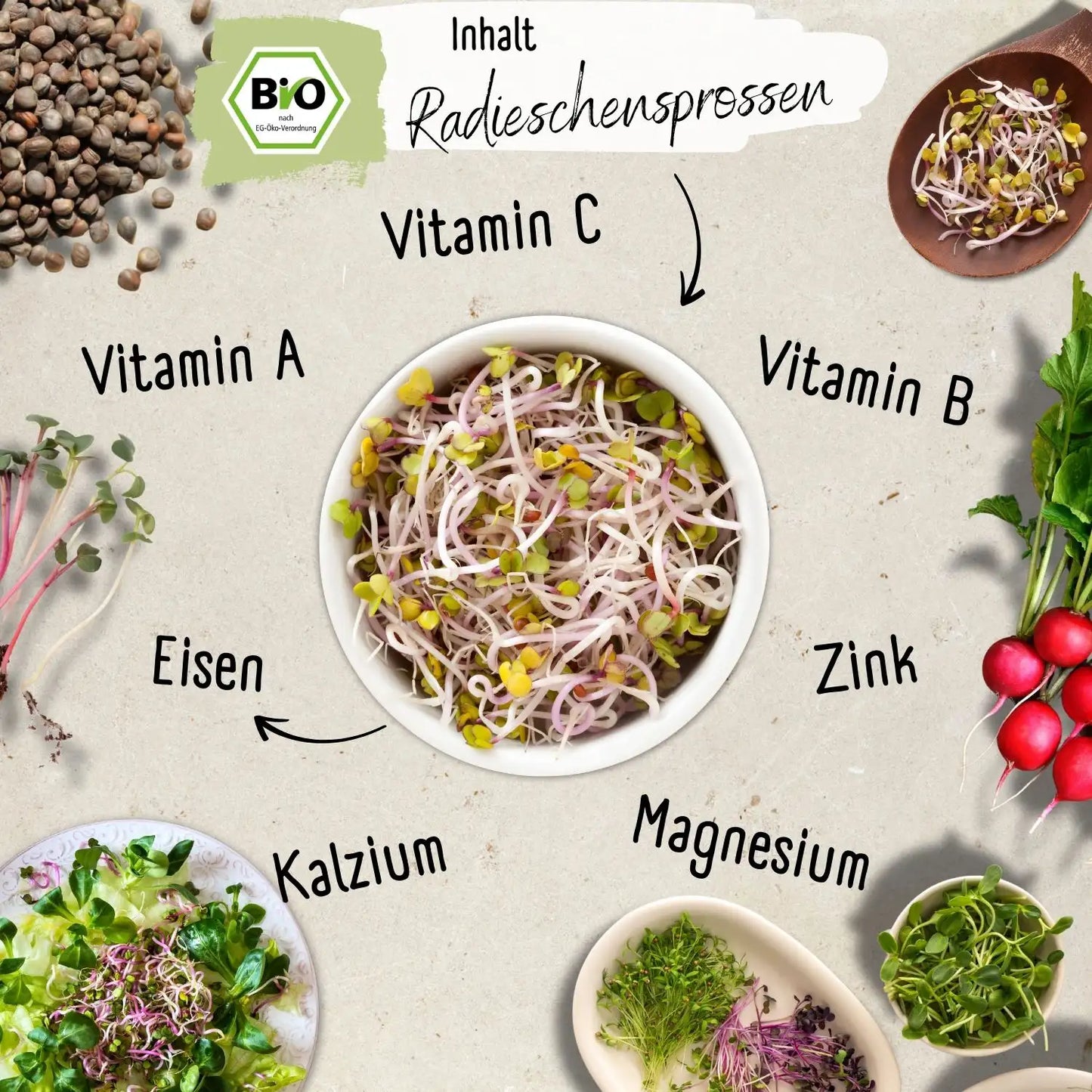 Bio Radies Sprossen Samen 200g