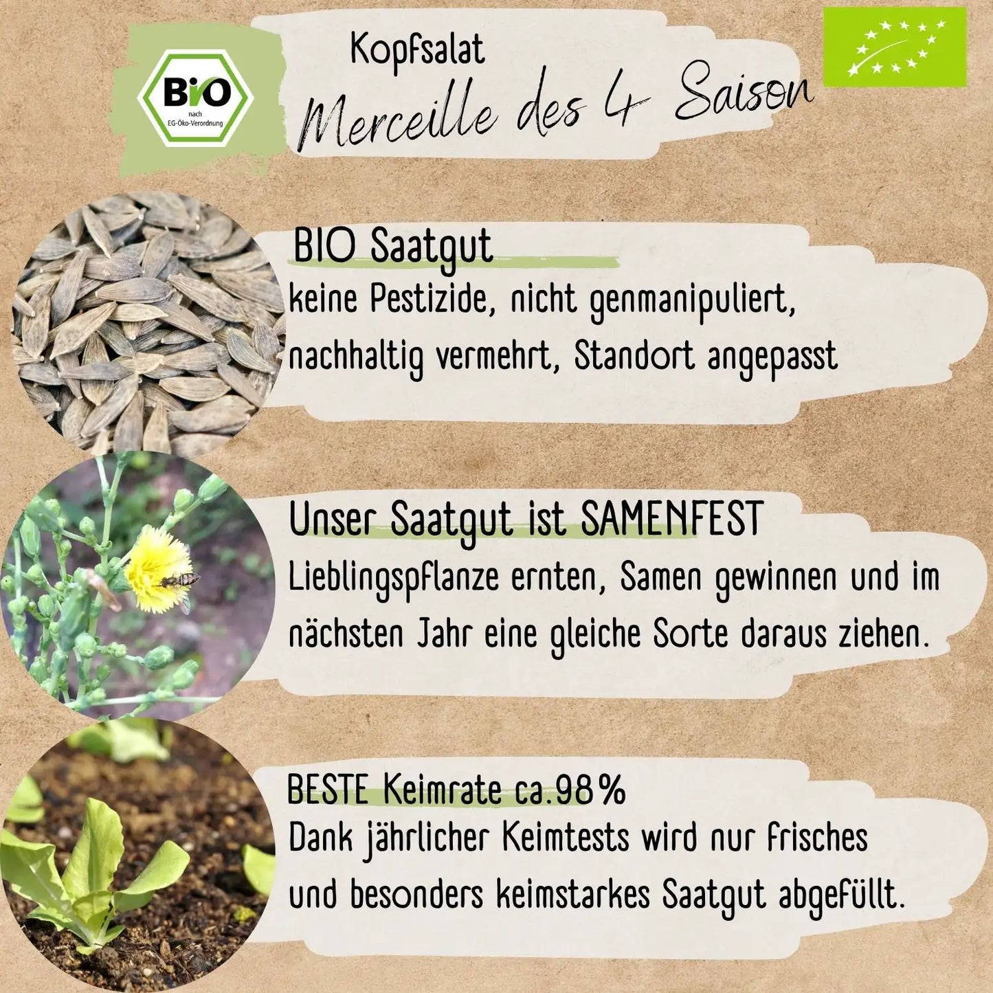 Bio Kopfsalat des 4 Saisons Samen