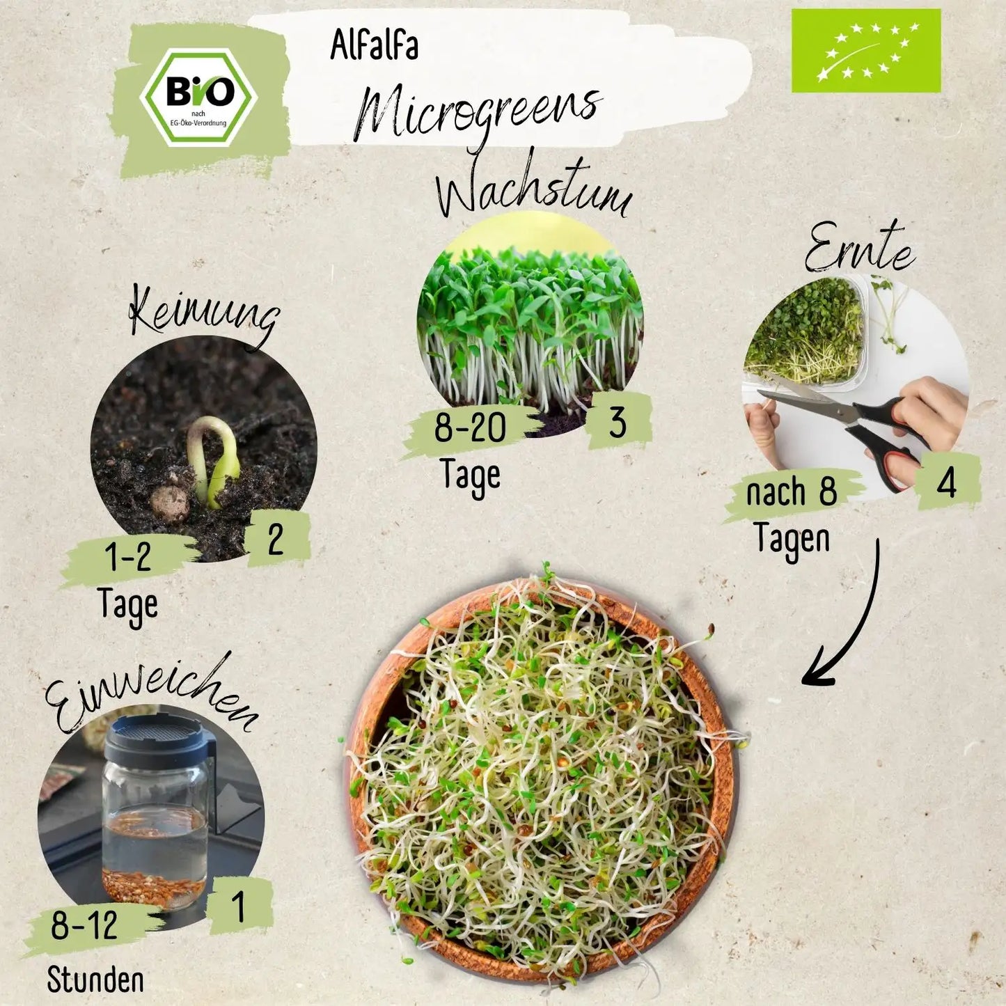 Bio Alfalfa Sprossen Samen 200g
