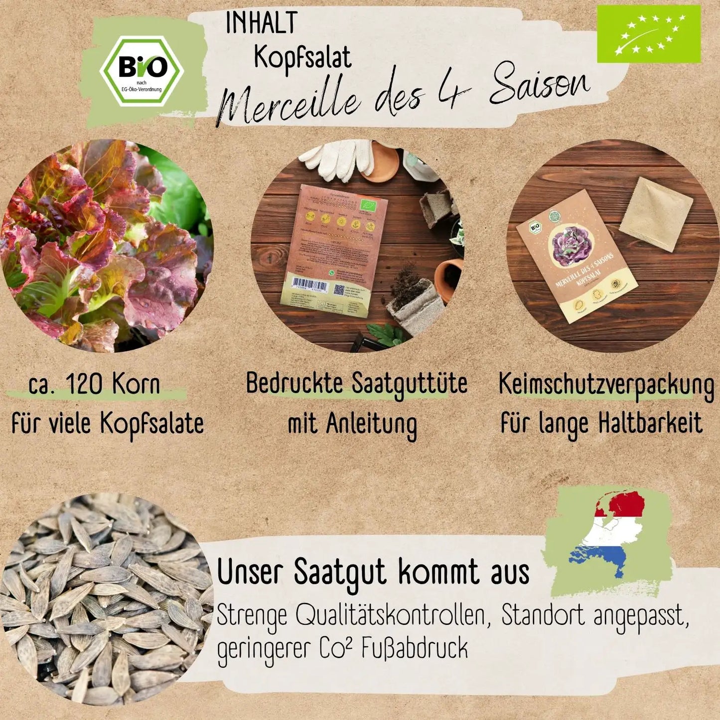 Bio Kopfsalat des 4 Saisons Samen
