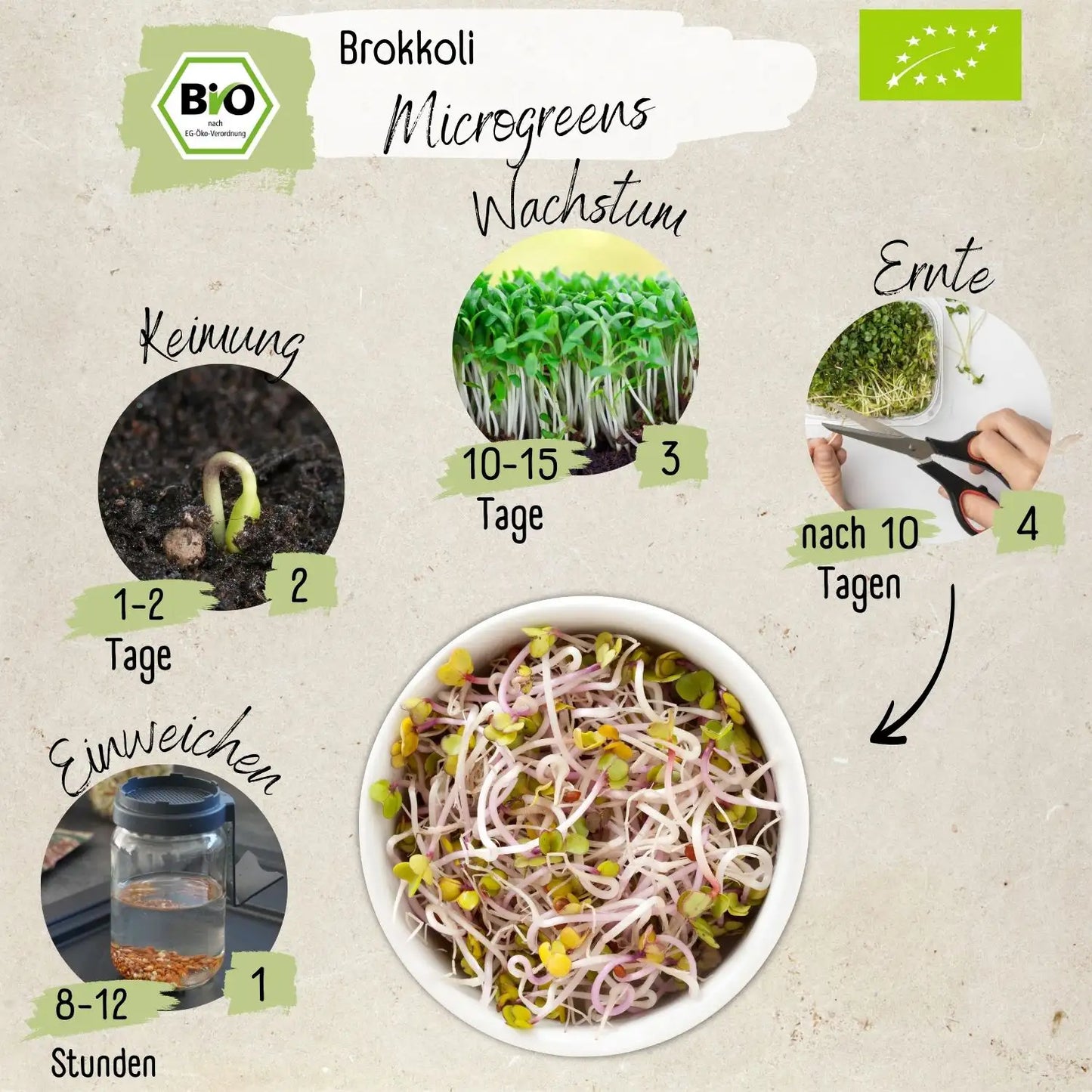 Bio Radies Sprossen Samen 200g