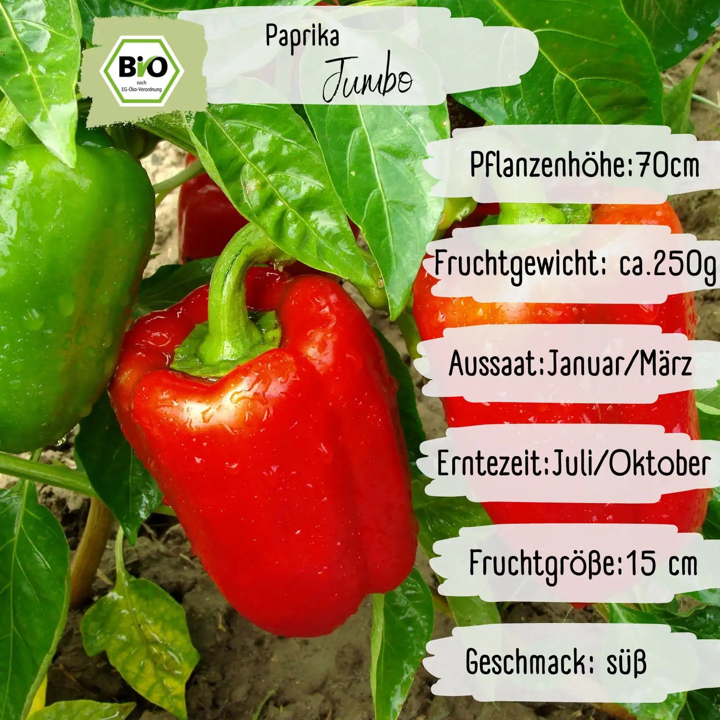 Bio Paprika Jumbo mild Samen