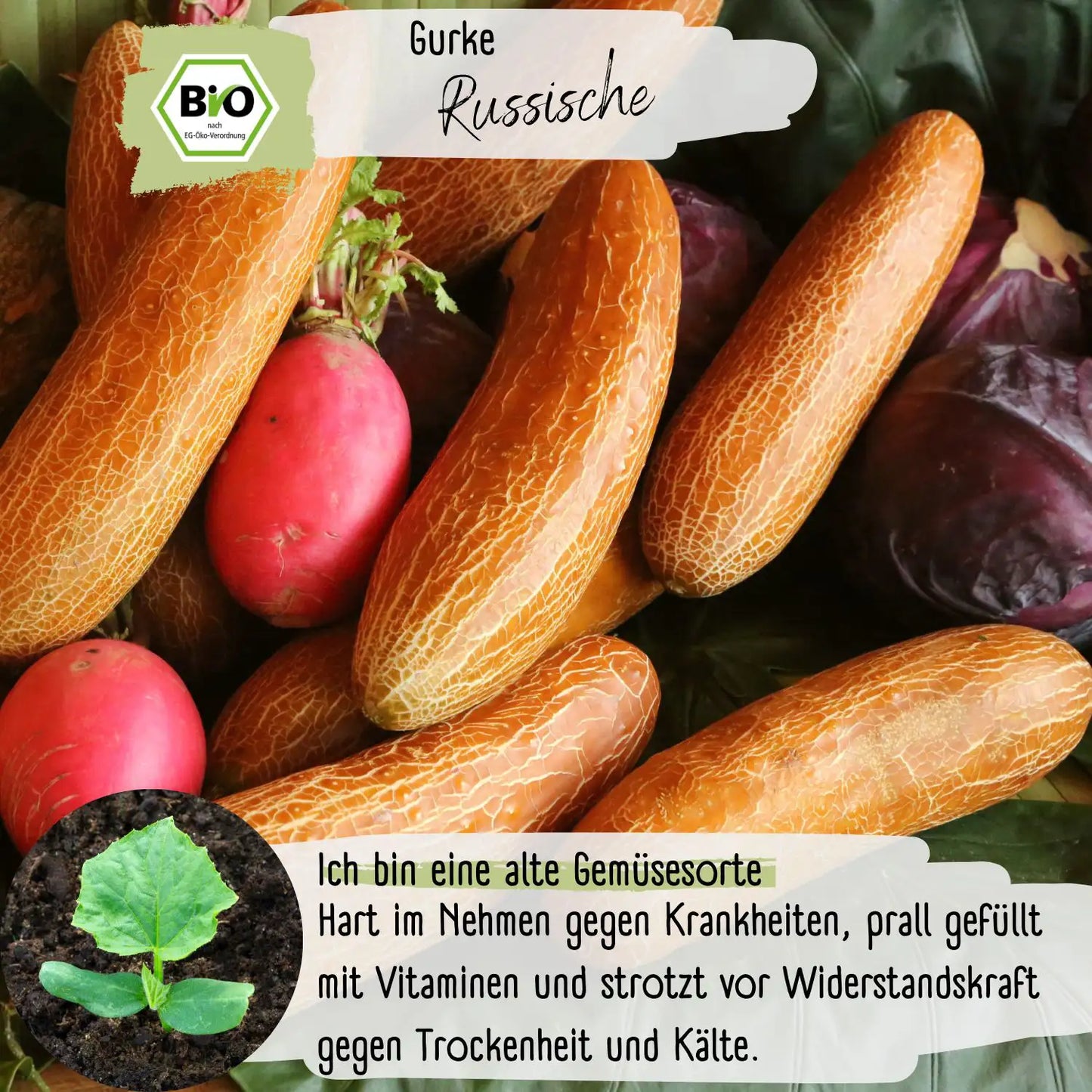Bio Russische Gurke Samen
