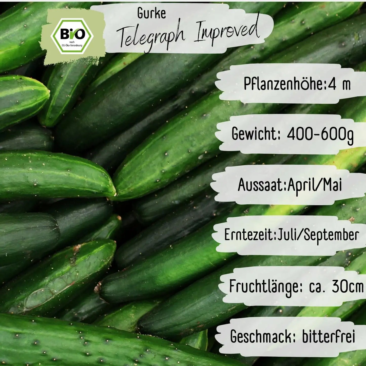 Bio Salatgurke Telegraph Improved Samen