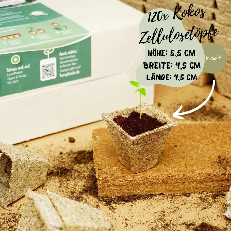 Bonsai Garten Starter Set