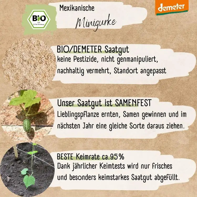 Demeter Mexikanische Minigurken Samen