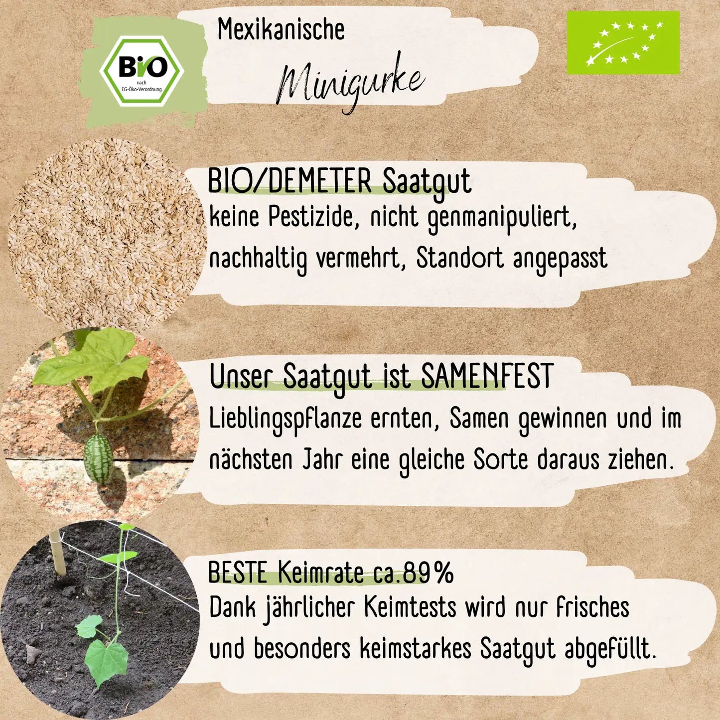 Bio Mexikanische Minigurke Samen