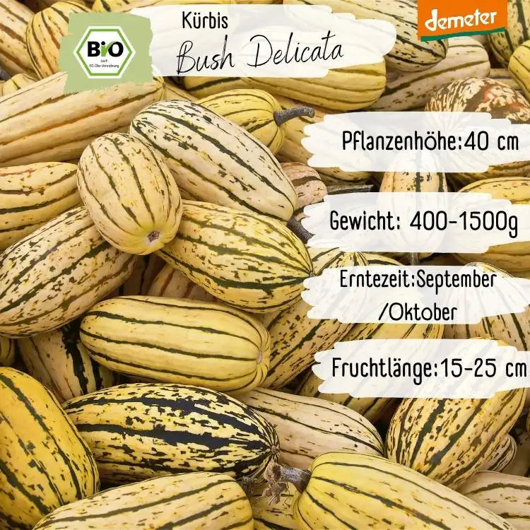 Demeter Kürbis Bush Delicata Samen