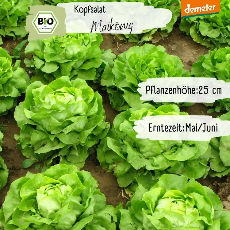 Demeter Kopfsalat Maikönig Samen