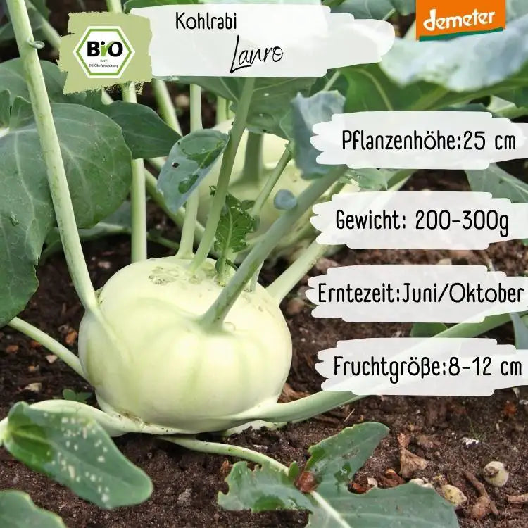 Demeter Kohlrabi Lanro Samen