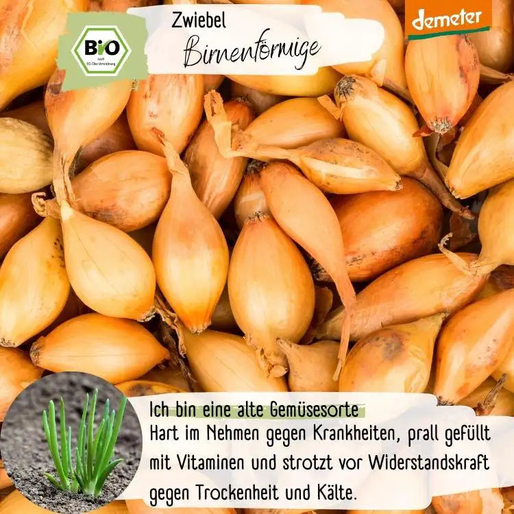 Demeter Zwiebel Birnenförmige Samen