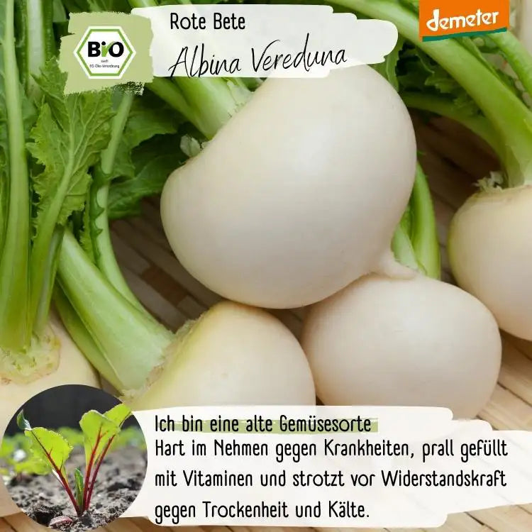 Demeter Rote Bete Albina Vereduna Samen