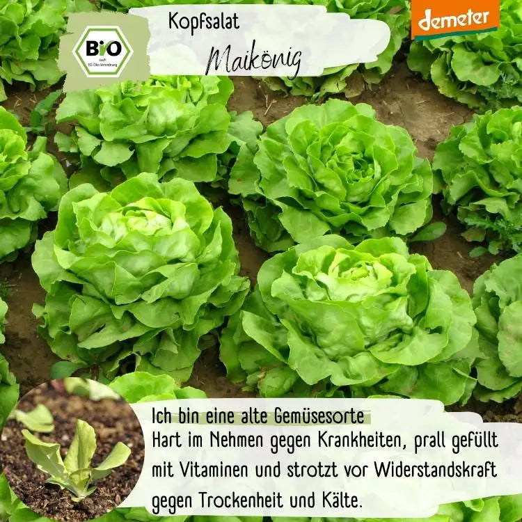 Demeter Kopfsalat Maikönig Samen