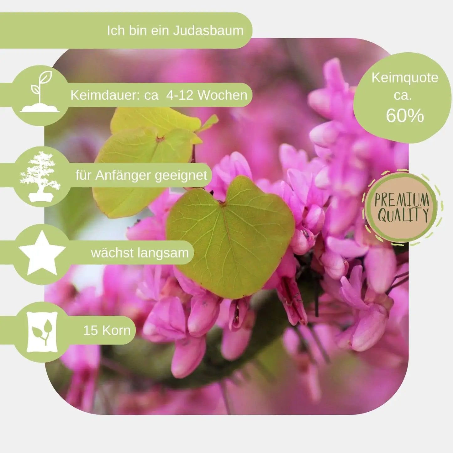 Judasbaum-Samen eigenschaften