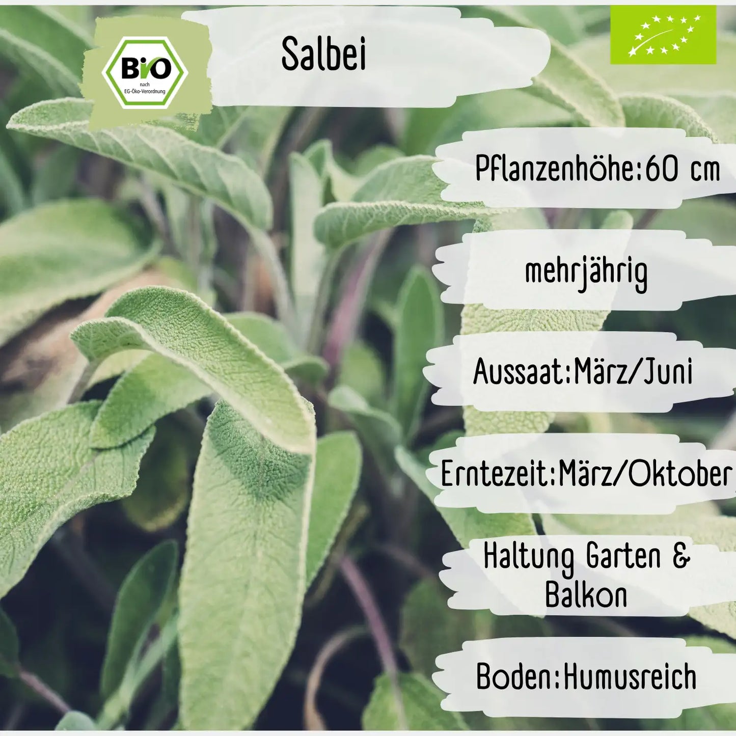 Bio Salbei Samen