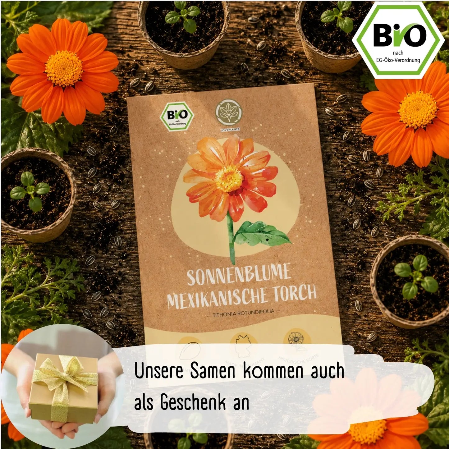 Bio Mexikanische Sonnenblume Samen
