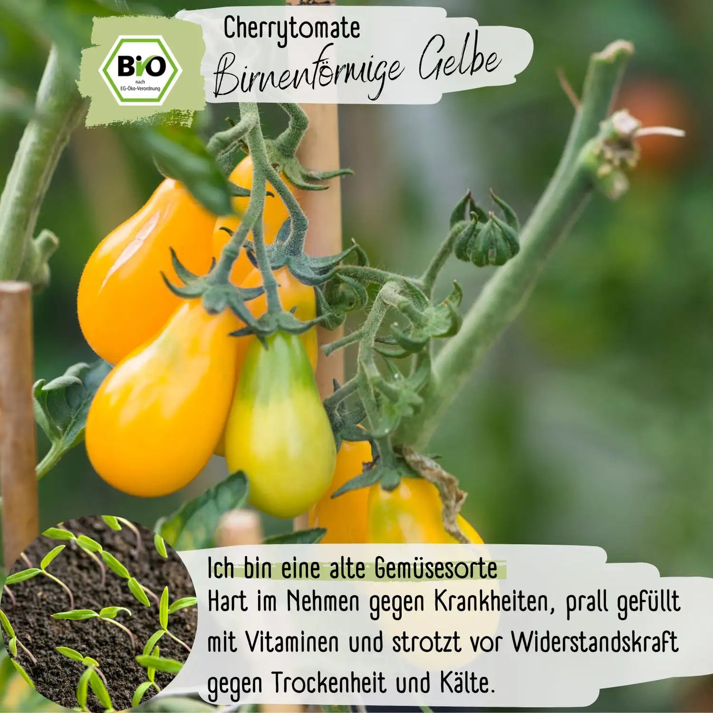 Bio Cherrytomate Birnenförmige Gelbe Samen