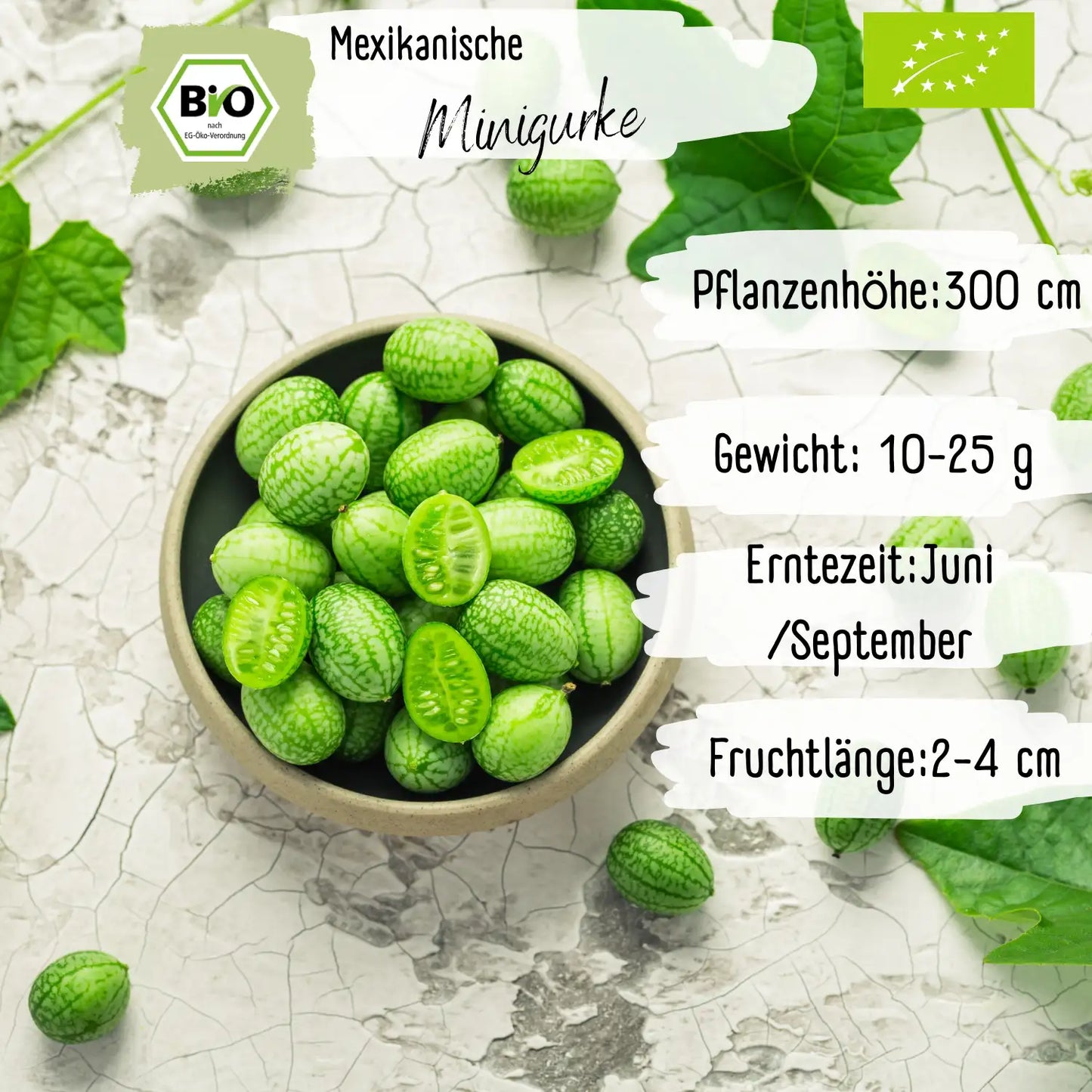 Bio Mexikanische Minigurke Samen