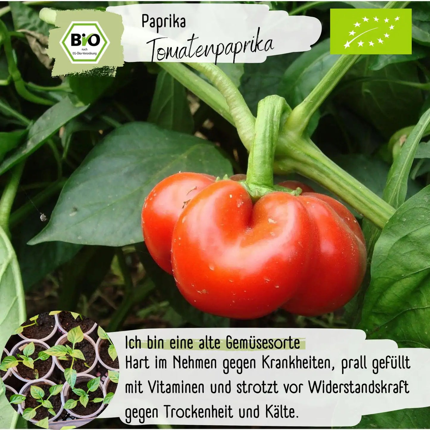 Bio Tomatenpaprika Samen