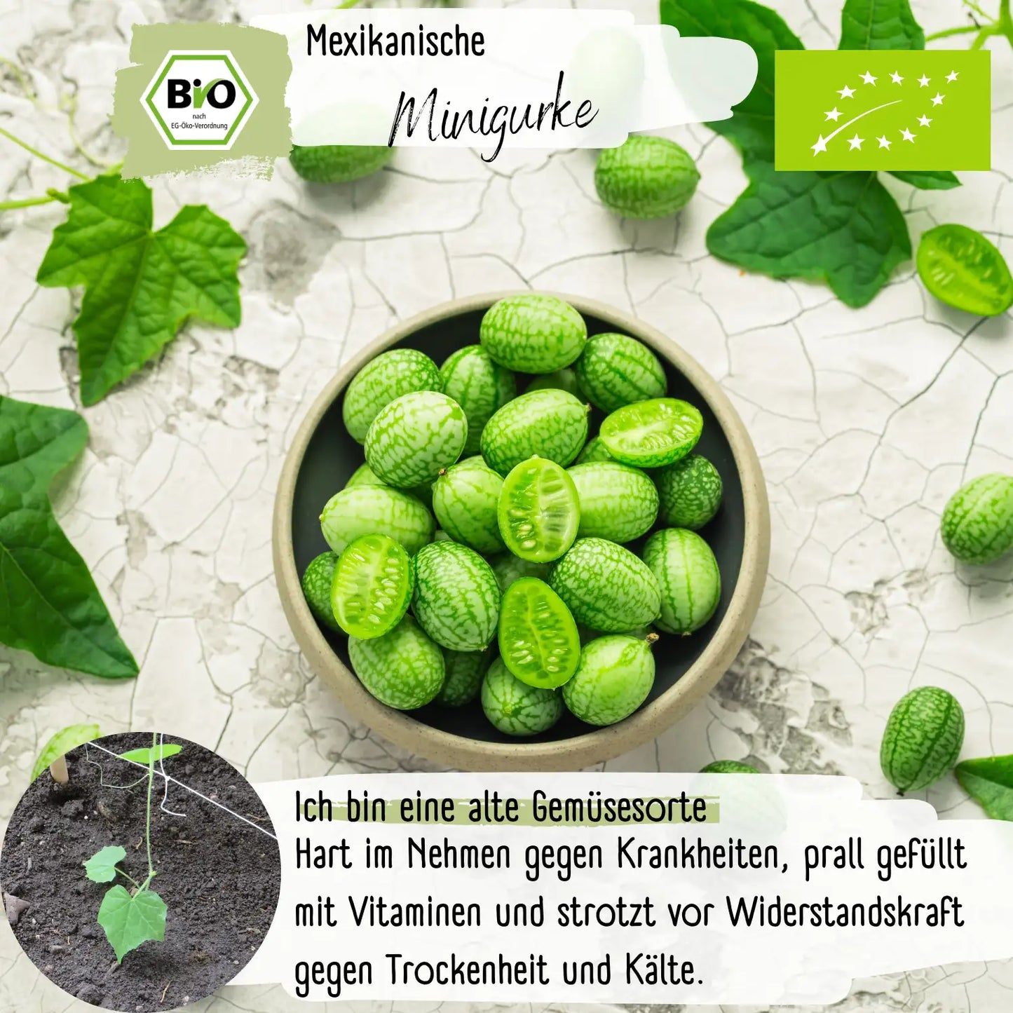 Bio Mexikanische Minigurke Samen