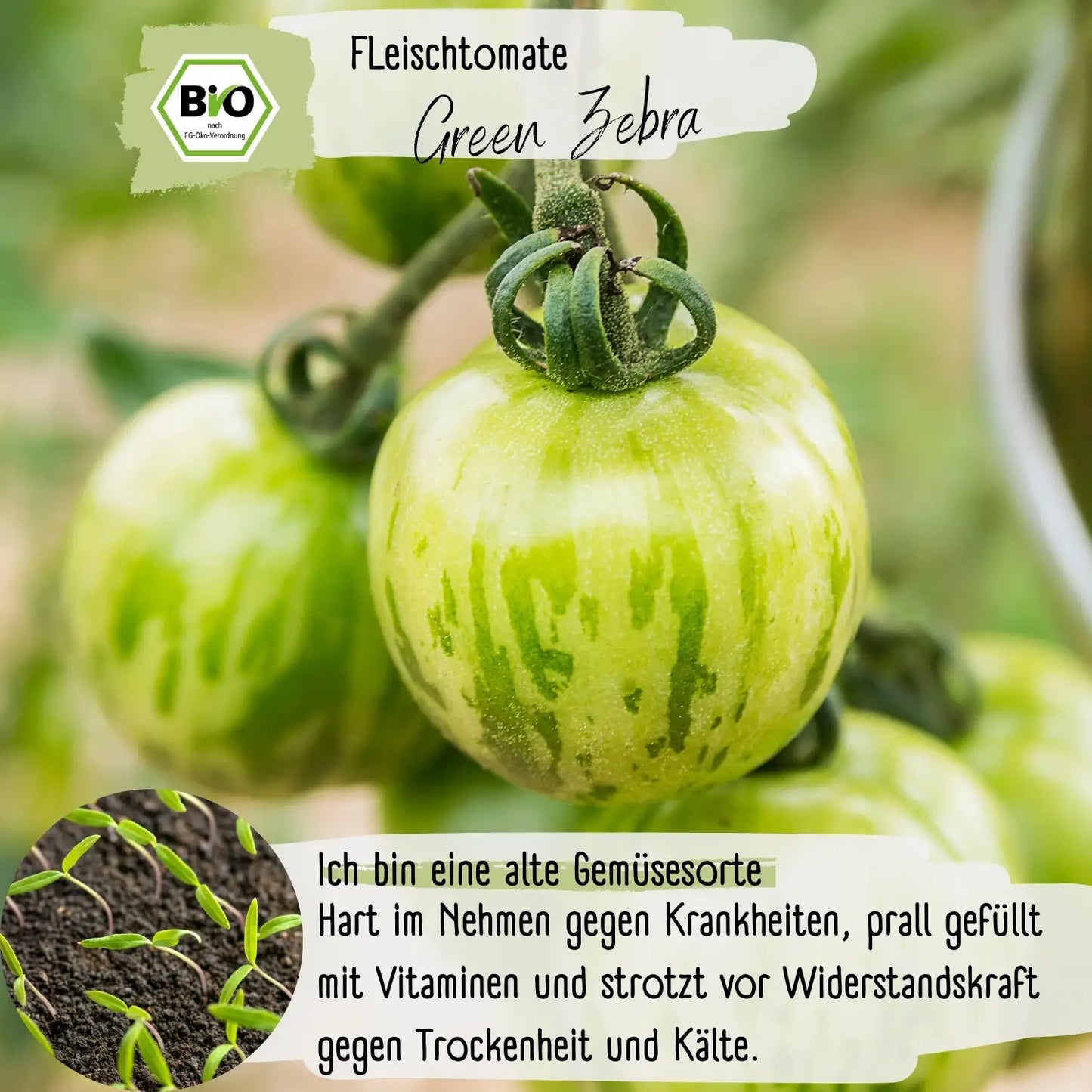 Bio Fleischtomate Green Zebra Samen