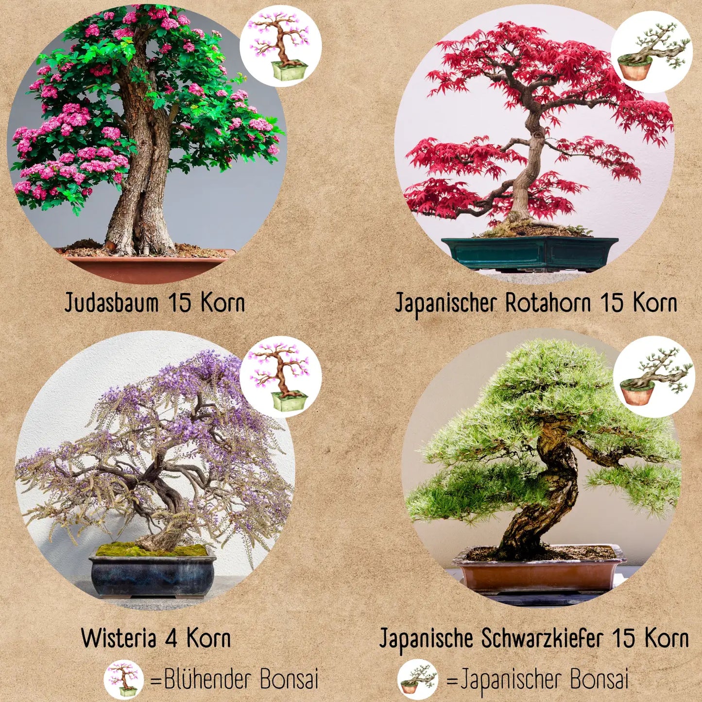 Bonsai Anzuchtset