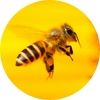 Category Icon