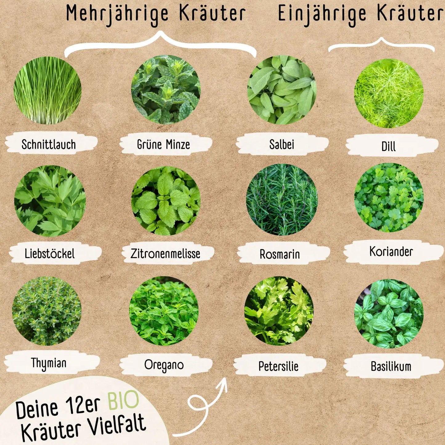 Bio Kraeutersamen Set mit 12 mehrjaerigen Sorten