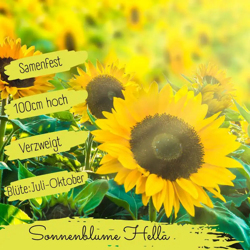 Bio Sonnenblume Hella Samen Eigenschaften