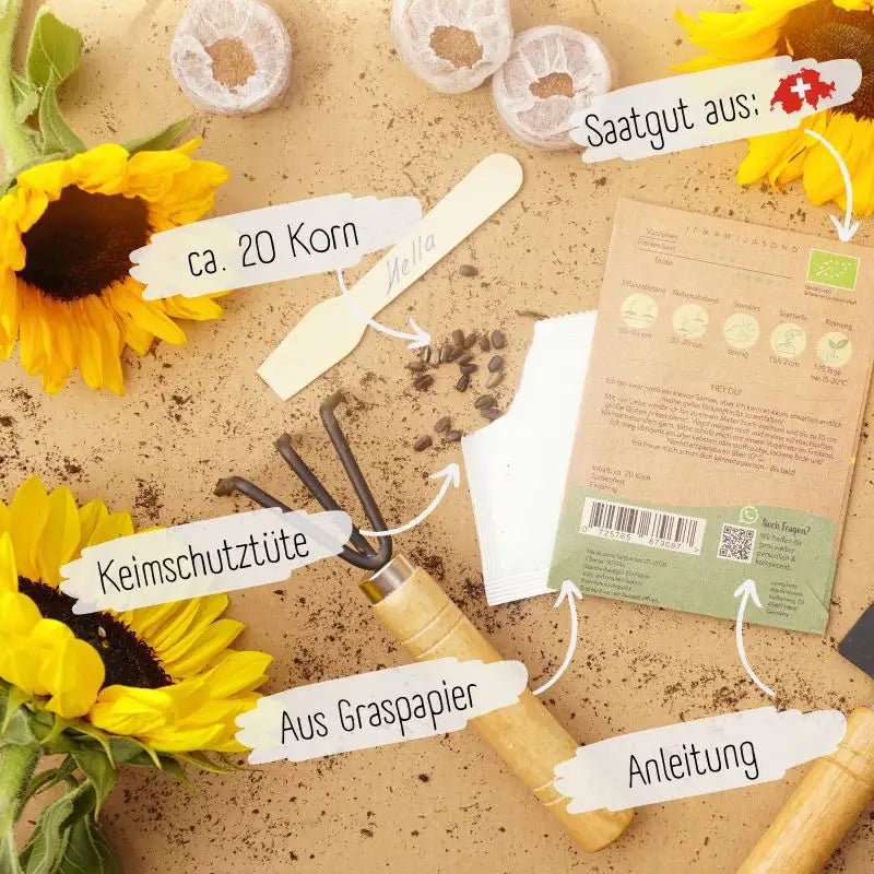 Bio Sonnenblume Hella Samen was unser Saatgut ausmacht