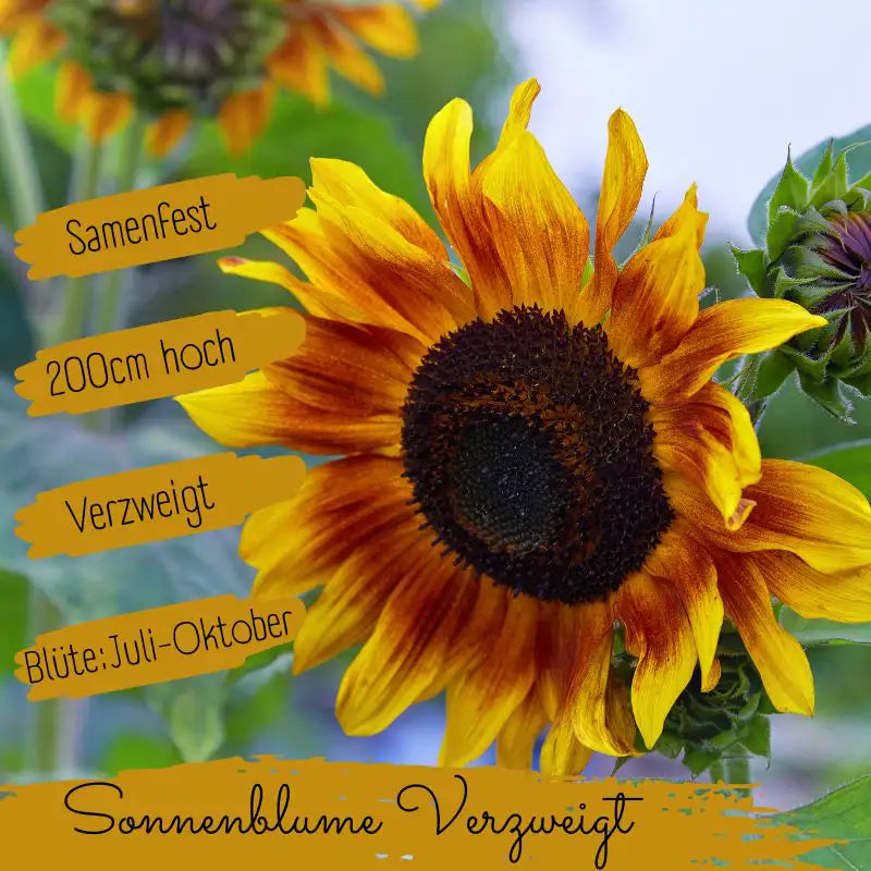 Bio Sonnenblume Verzweigt Samen eigenschaften