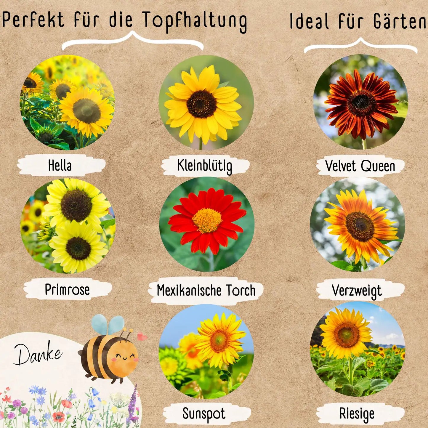 Blumenwunder Samen Sets