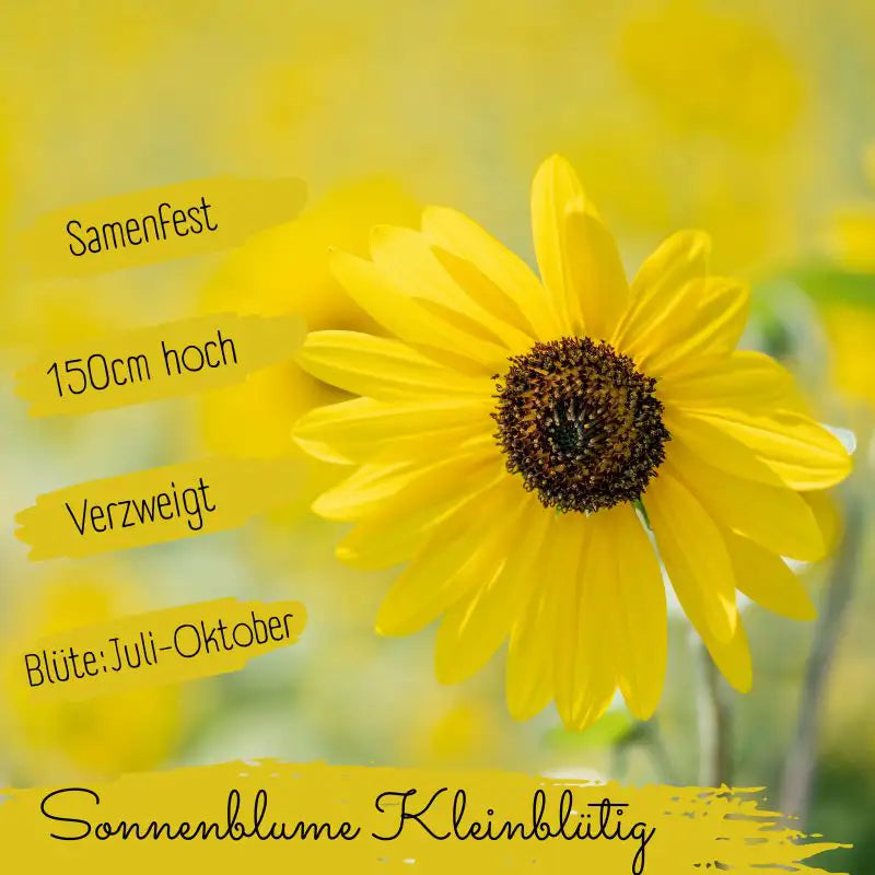 Bio kleinblütige Sonnenblumen Samen eigenschaften