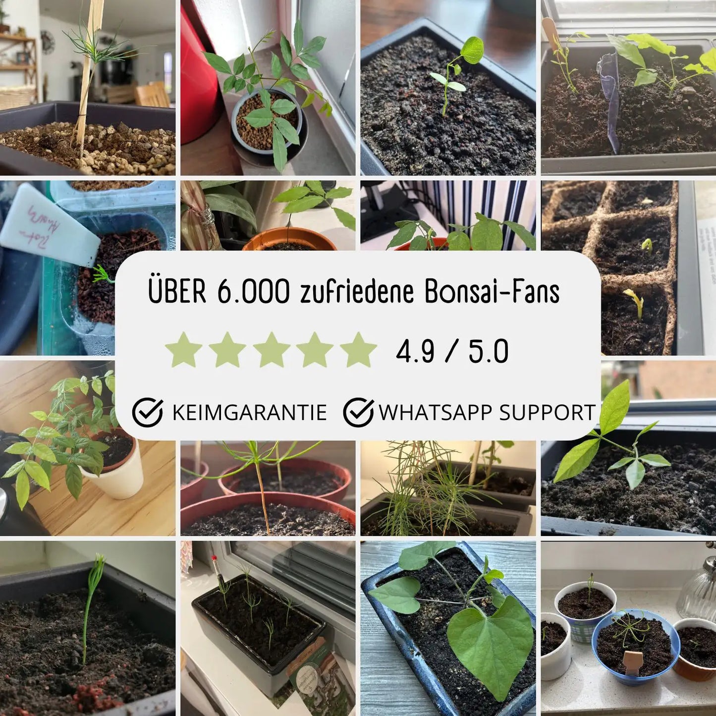 Bonsai Anzuchtset