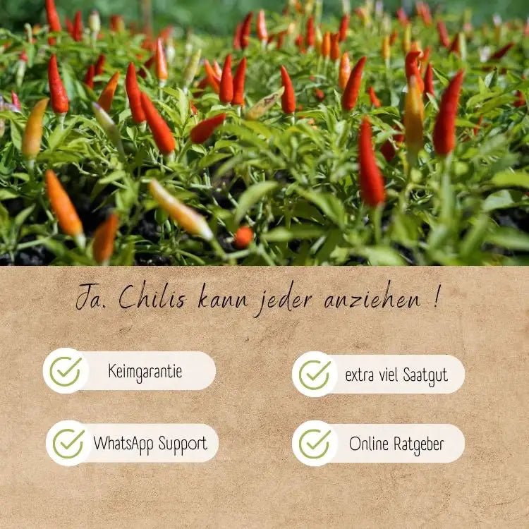 Dein 8 Bio Chili Samen Set